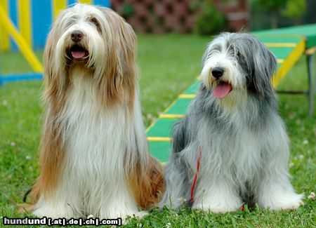 Bearded Collie Beardies auf einer Ausstellung