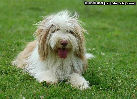 Bearded Collie Beardie