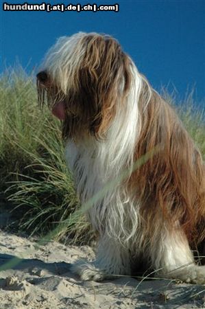 Bearded Collie