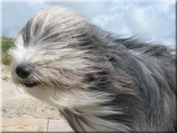 Bearded Collie Unser Buddy Urlaub in Dänemark