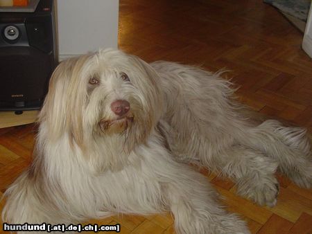 Bearded Collie Pirata From Argentina