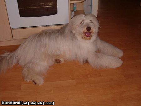 Bearded Collie Emil 1 1/2 Jahre aus Lahnau in Hessen