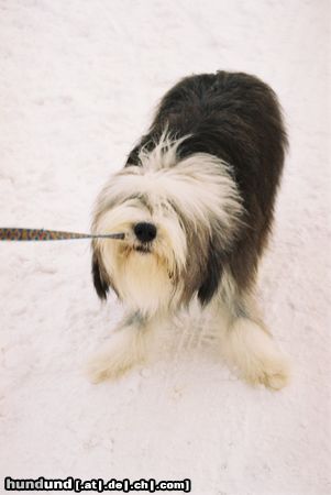 Bearded Collie Sweeper