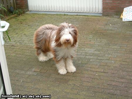 Bearded Collie Flint