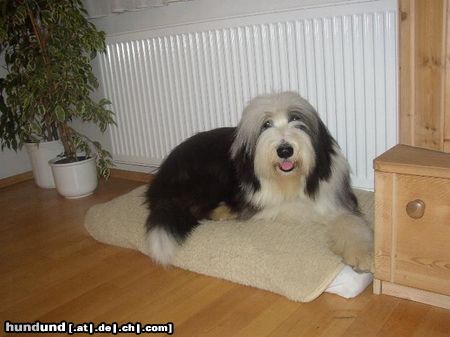 Bearded Collie Gino 