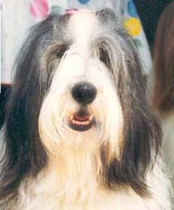 Bearded Collie Angel,die Stammutter der Happy-Bearded`s