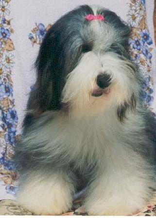 Bearded Collie Happy-Bearded`s Anuschka