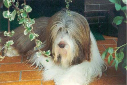 Bearded Collie Bastian,der Stammvater der Happy-Bearded`s