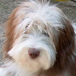 Bearded Collie Happy-Bearded`s New Tinkle Bell (pinky)