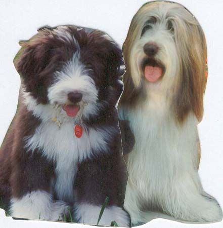 Bearded Collie Bastian mit Sohn Rocky,der Happy-Bearded`s