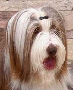 Bearded Collie Happy-Bearded`s Sarah