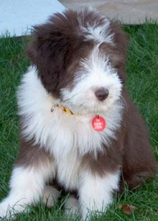 Bearded Collie Happy-Bearded`s Baby Pinky,Rockys Tochter