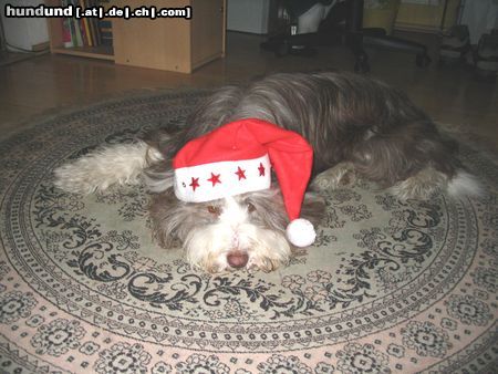 Bearded Collie Kira (Fini vom Stausee) als Weihnachtsmann