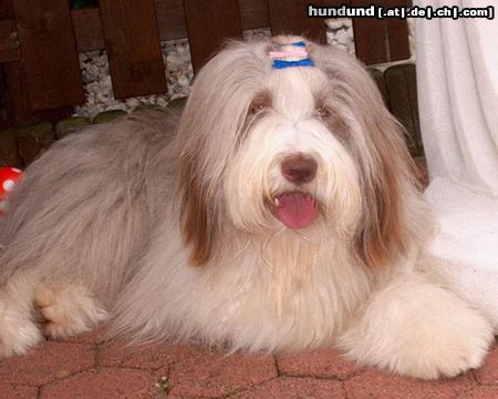 Bearded Collie Happy-Bearded`s Pinky 