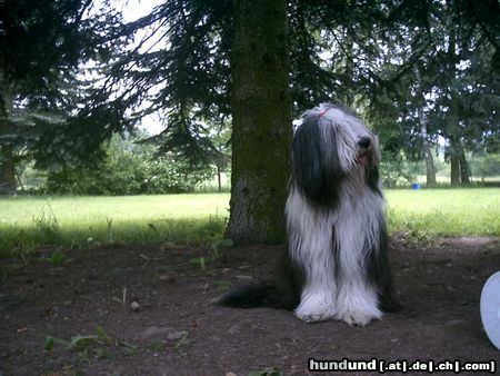 Bearded Collie Kira,der Liebling von Jens und Judith