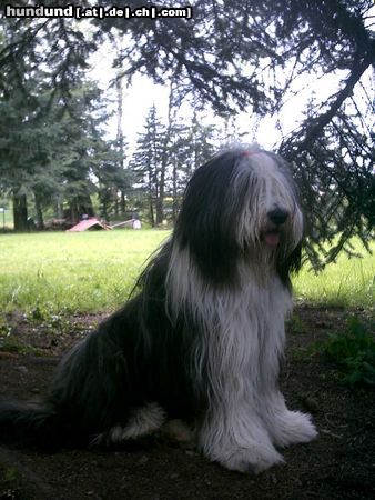 Bearded Collie Kira,der Liebling von Jens und Judith