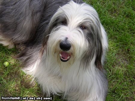 Bearded Collie