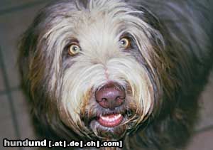 Bearded Collie Karlson vom Wartberg genannt 