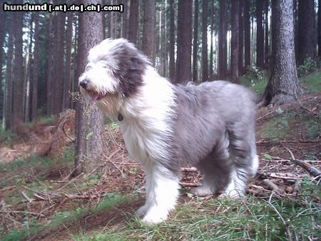 Bearded Collie Blue Farneby