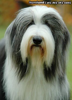 Bearded Collie Bearded Collie