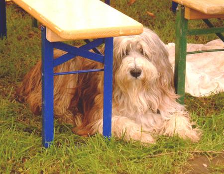 Bearded Collie aufgenommen beim 1. European Agility Open 2002 in Graz