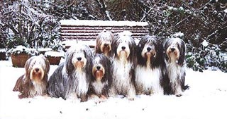 Bearded Collie