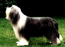 Bearded Collie