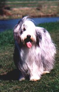 Bearded Collie