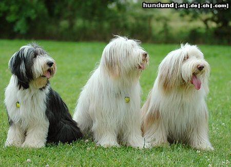 Bearded Collie Beardies auf einer Ausstellung