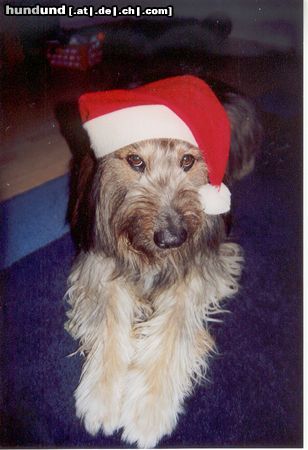 Bearded Collie Hallo Hundefreunde! Ich habe Euch 'mal ein lustiges Foto von meinem 7 Jahre alten Bearded Collie-Mix 