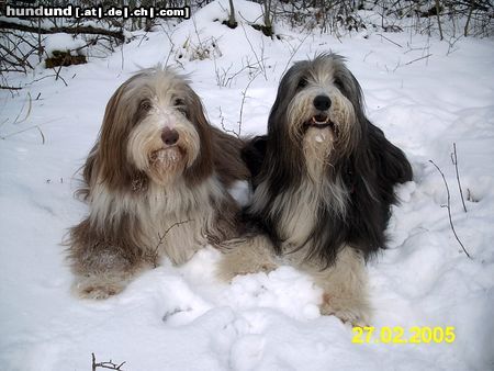 Bearded Collie Amelie u Wilma im Schnee