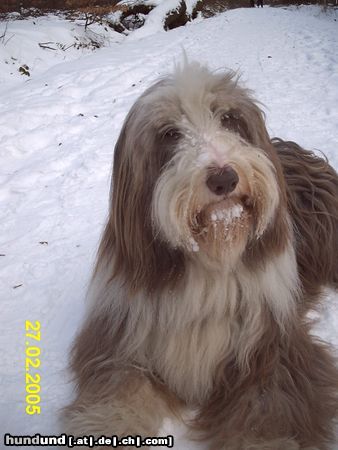 Bearded Collie Wilma aus Saarbrücken