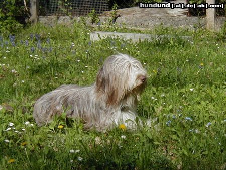 Bearded Collie