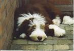 Bearded Collie Flint 4 maanden