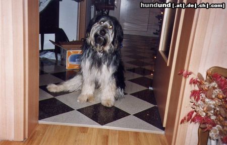 Bearded Collie Das ist unser Nino. Eigentlich ist er ein Mischling, aber wir finden sieht er wie ein Bearded Collie aus.