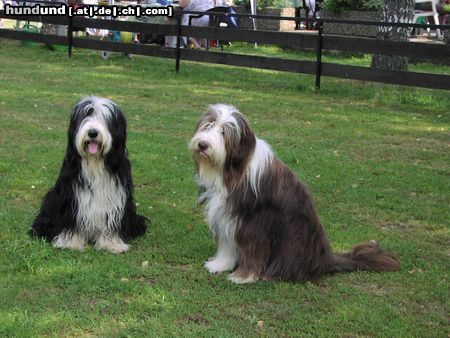 Bearded Collie 2 liebe Beardies