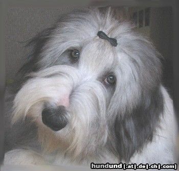 Bearded Collie