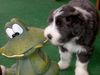 Bearded Collie Hund