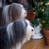 Bearded Collie Hund