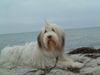 Bearded Collie Hund