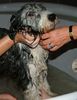 Bearded Collie Hund