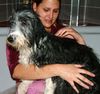 Bearded Collie Hund