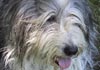 Bearded Collie Hund