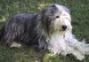 Bearded Collie Hund