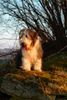 Bearded Collie Hund