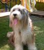 Bearded Collie Hund