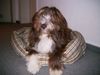 Bearded Collie Hund