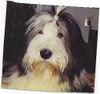 Bearded Collie Hund