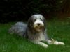 Bearded Collie Hund