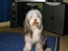 Bearded Collie Hund